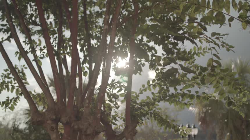 Sunlight shines through the branches and leaves of a tree