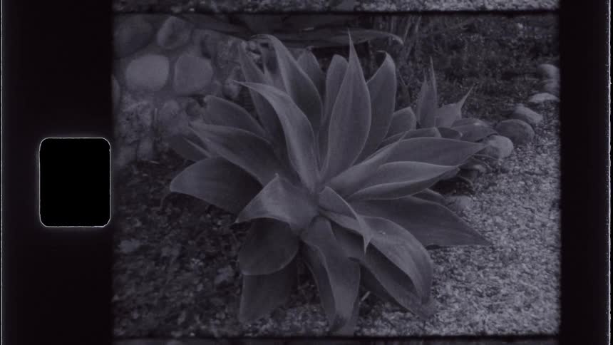 Plant in a garden with white stones