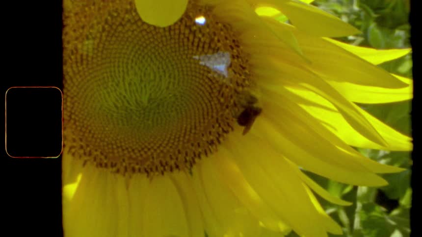 Bee pollinating on a large sunflower outdoors