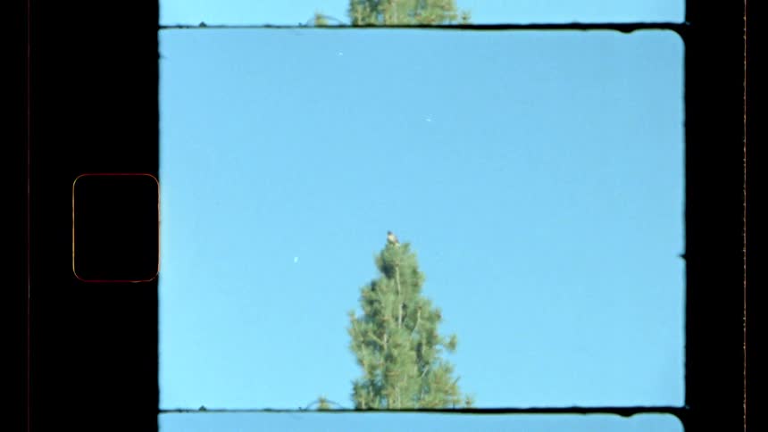 Bird sits at the treetop outdoors during daytime