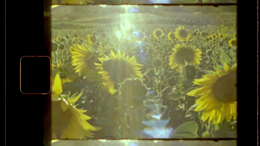 A glowing sun shines through a field of sunflowers captured in a nostalgic vintage film style
