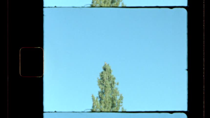 A tall evergreen tree stands against a clear blue sky framed in vintage film borders
