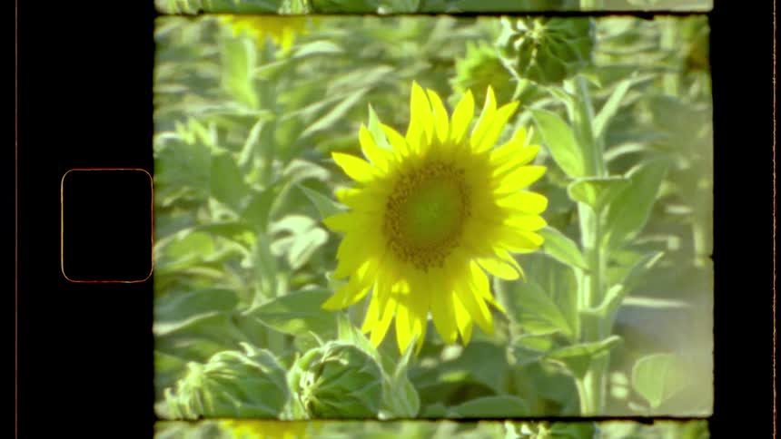 A bright sunflower stands out in a field of green foliage captured in a vintage film frame