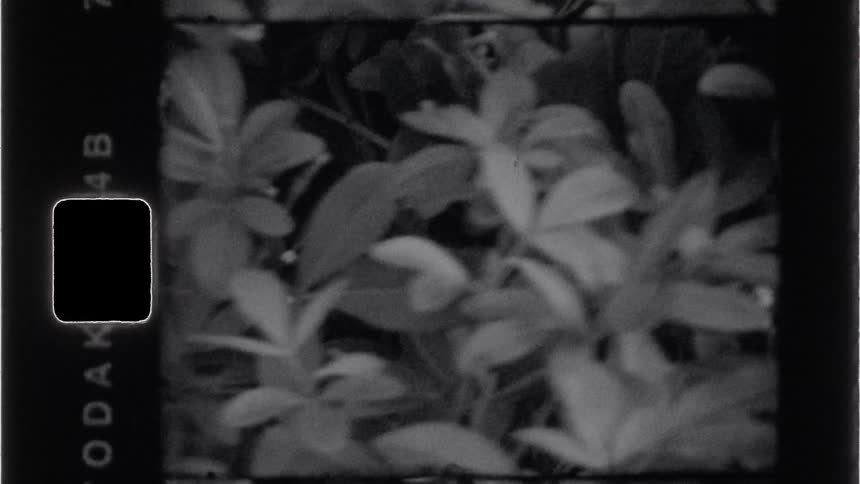 Leaves in black and white fill the frame