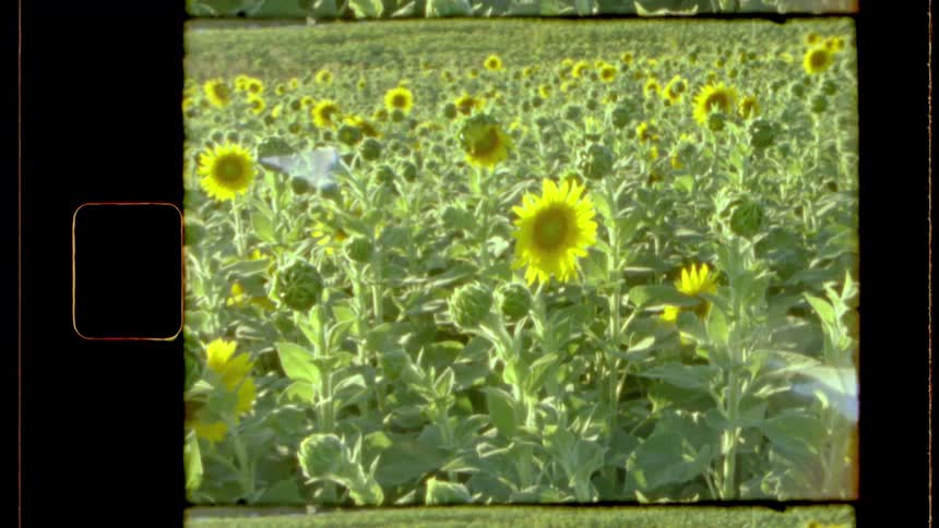 A wide field of blooming sunflowers sways gently under sunlight