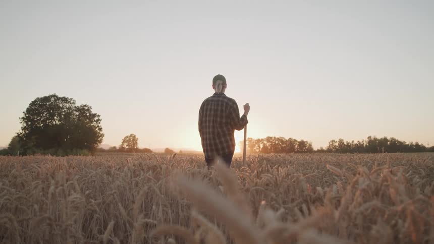 A person stands in a wheat field at sunset holding a stick and facing away