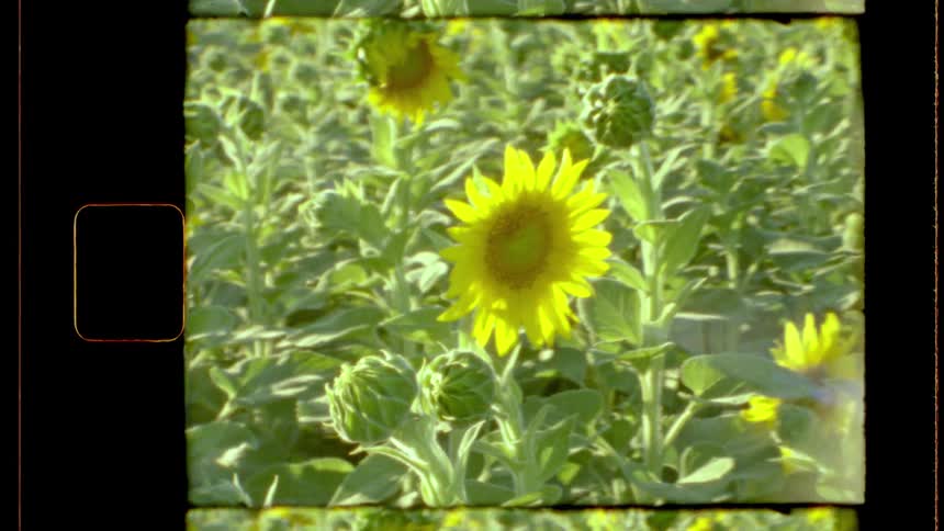 A vast field of blooming sunflowers sways gently under daylight in a vintage film look