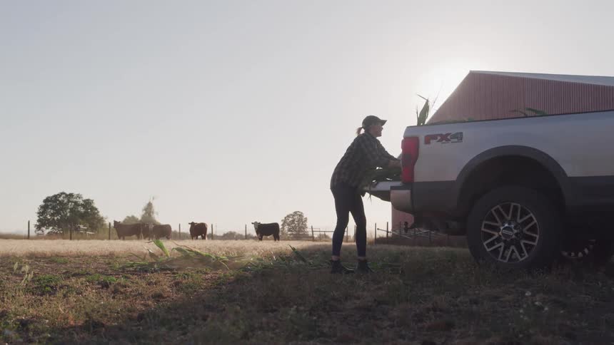 A female farmer tosses corn stalks from her truck into a pasture to feed a herd of cattle under a bright hazy sky