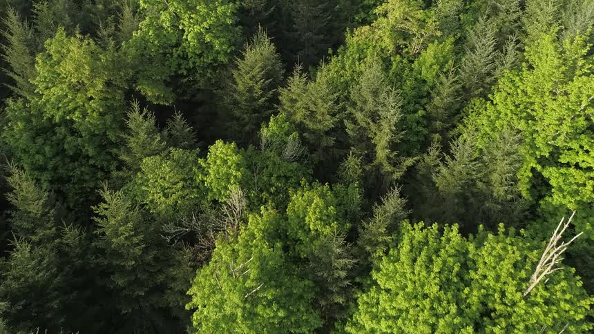 Aerial view of a dense green forest canopy