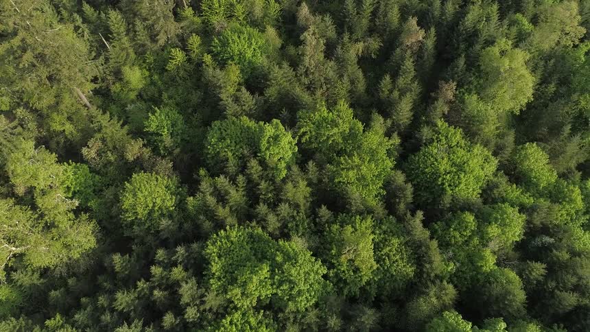 Aerial view of a dense greenish forest