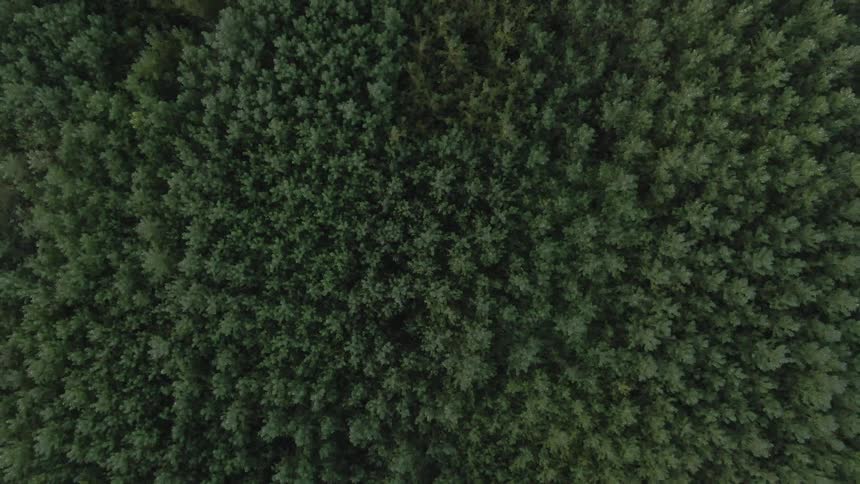 Aerial view of a dense forest formed by trees with dark green canopies