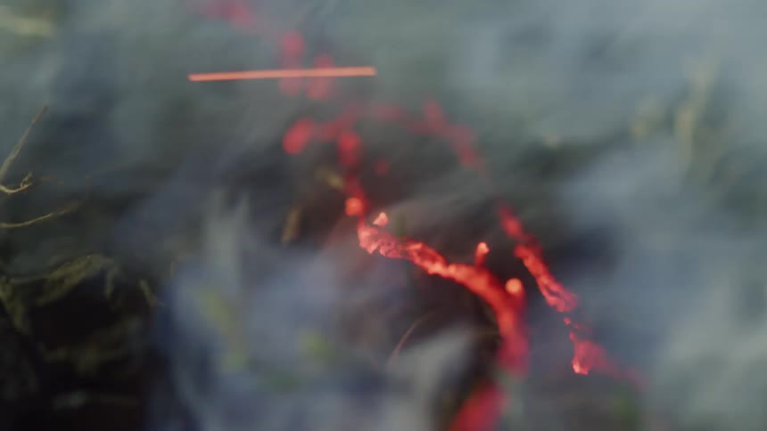 Fire and smoke burning a plant