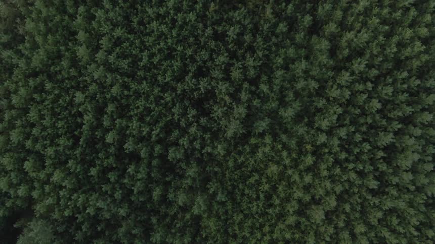 A large forest has trees very close together