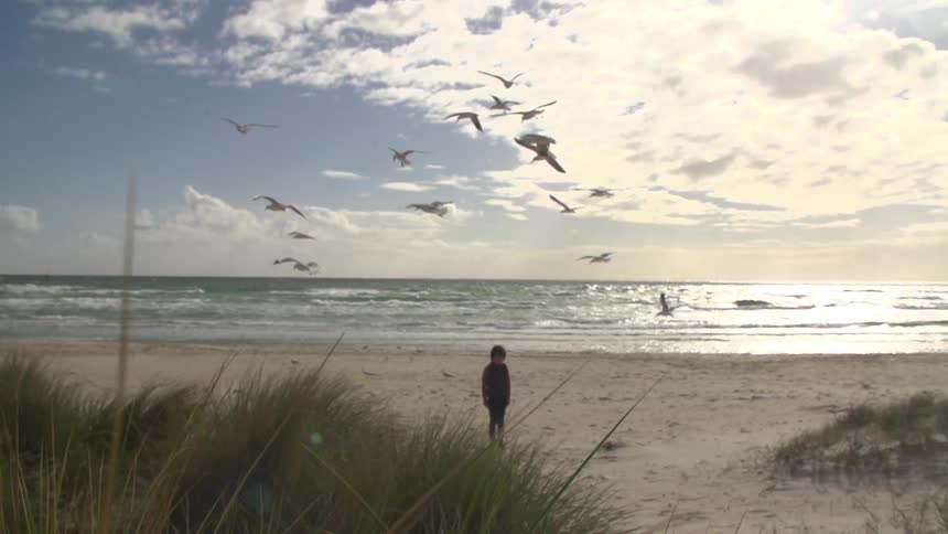 Birds fly over a child at the beach