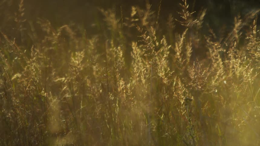 Wheat glowing in the sun