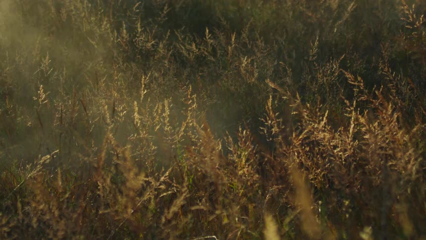 Warm sunlight casts long shadows over tall dry grasses in an open field