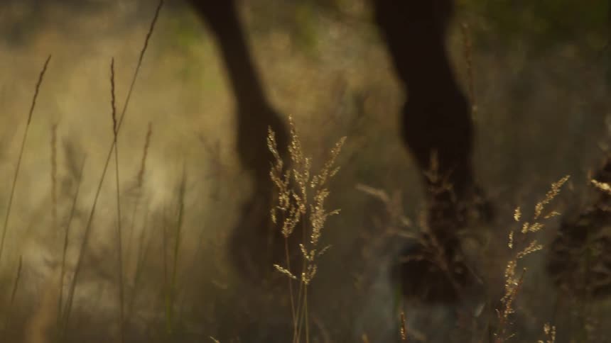 Close up of horses legs galloping across a grassy field