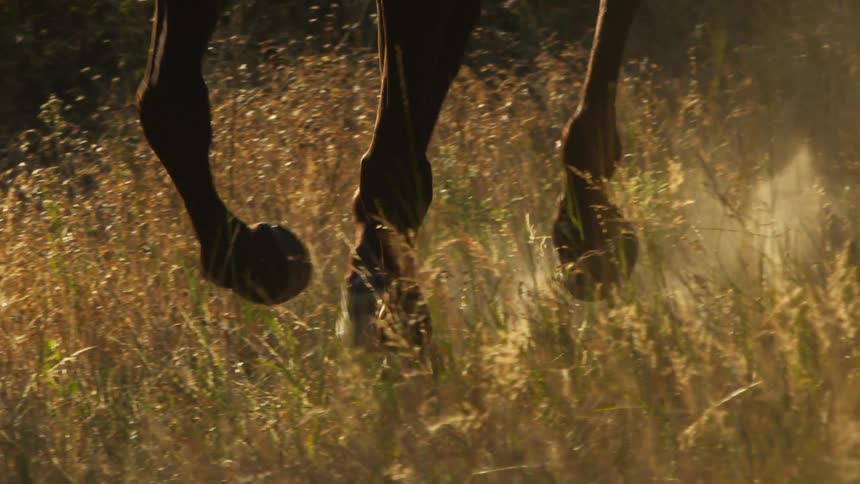 A person rides a horse through a grass field during daytime