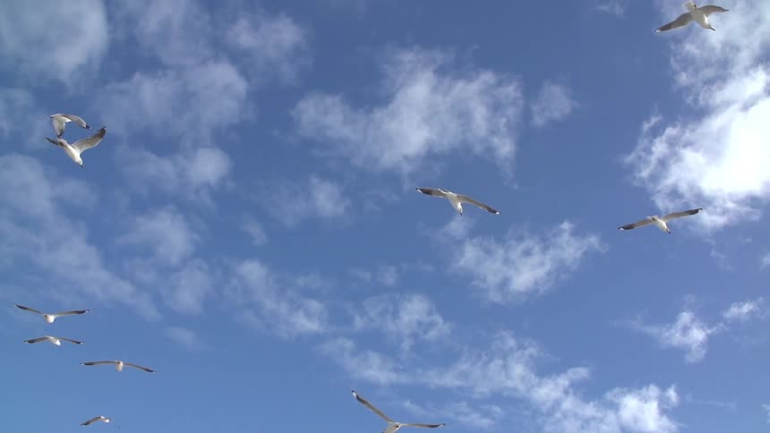 Seagulls fly in the sky