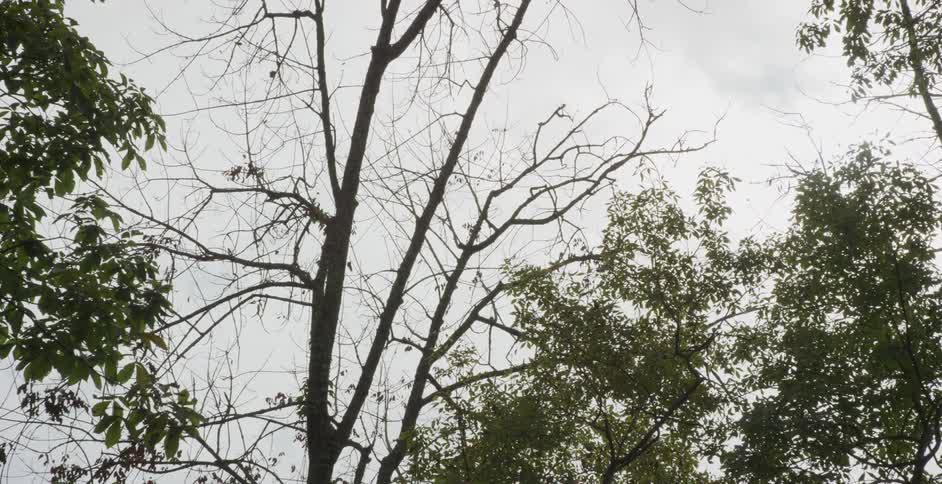 Leafy and bare tree branches stretch into a cloudy sky creating a moody forest canopy view