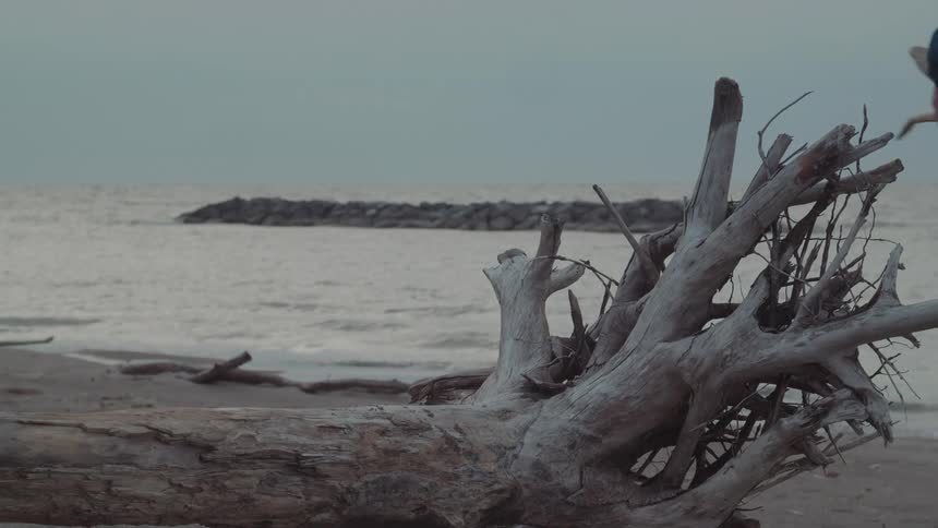 A man picks up small pieces of driftwood and leaves the larger pieces on the beach