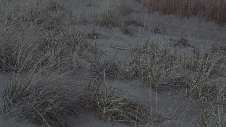 Dry dune grass grows sparsely across a sandy patch of coastal land