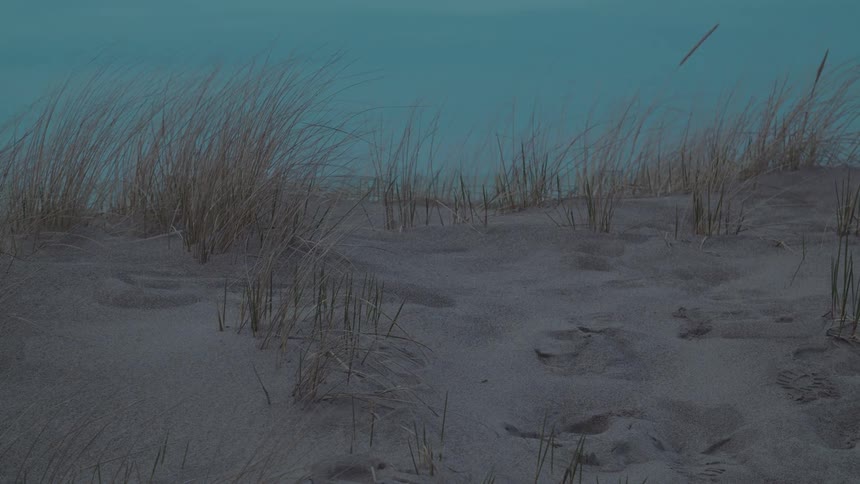 Grasses grow on the beach sand with footprints visible in the sand around midday