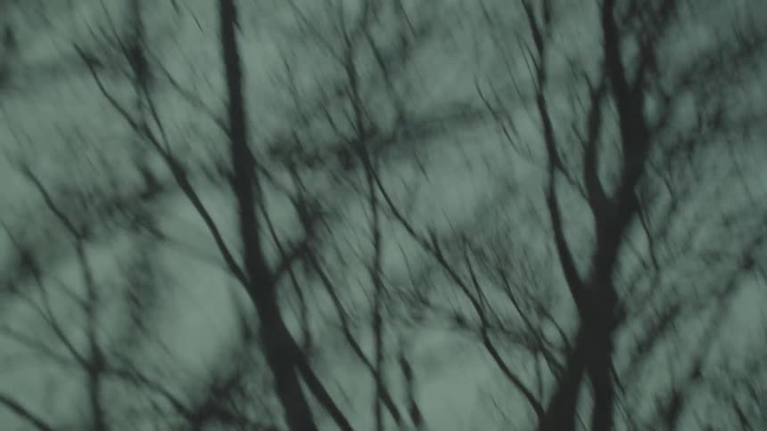 Upward view of trees against a cloudy sky