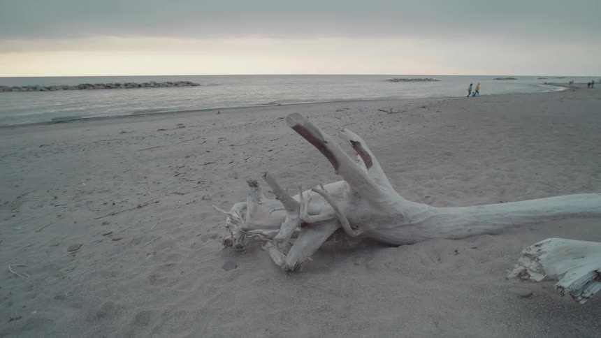 A large piece of driftwood lies on an empty beach under a cloudy sky