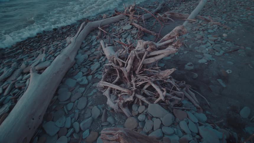 Pieces of driftwood sit on the shore of a beach