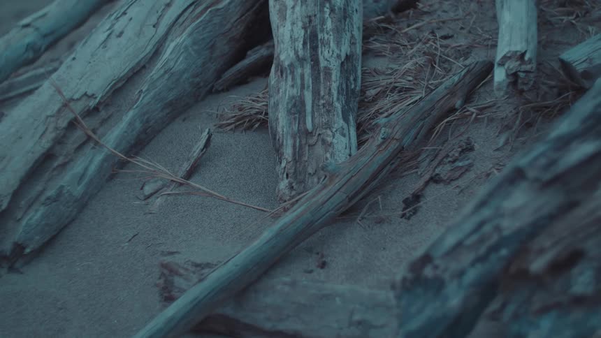 Driftwood lying on the beach