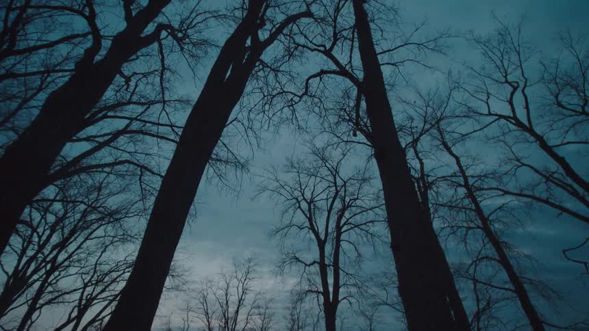 Bare trees stretch toward a dusky sky in a quiet forest