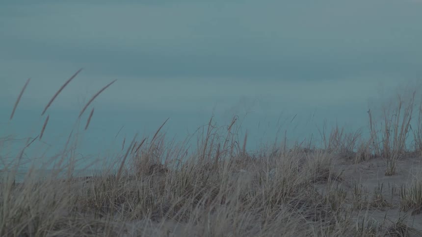 Tall dry grass sways gently in the wind on a sandy dune with the calm water of the sea visible in the soft background