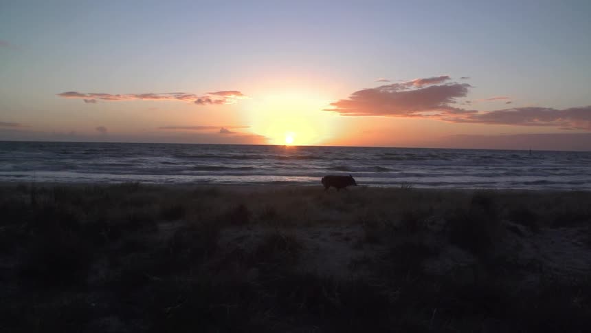 Cow walks on a beach at sunset