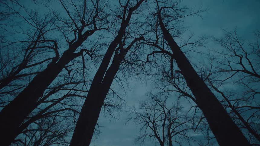 Upward view of a forest with leafless trees and cloudy sky