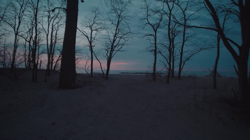 Bare trees line a sandy beach at dusk under a glowing sky