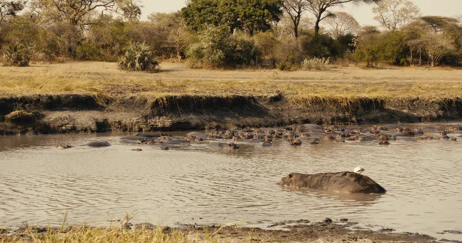 A herd of hippos sunbathing in a river during daytime