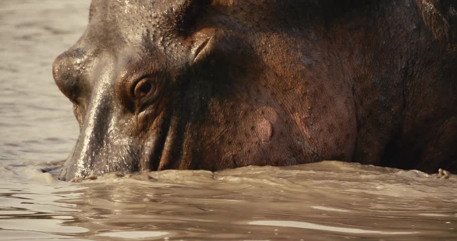 A hippopotamus rests its head in muddy water partially submerged