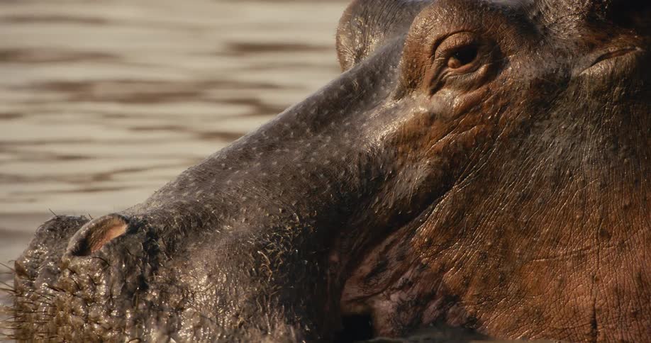 A hippo splashes muddy pond water with its mouth in the wild around midday