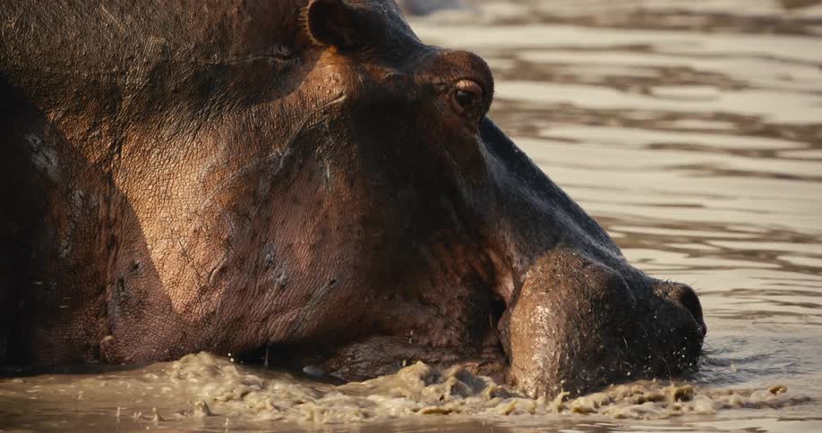 A hippopotamus in a pond slams the water with its mouth around midday in the jungle