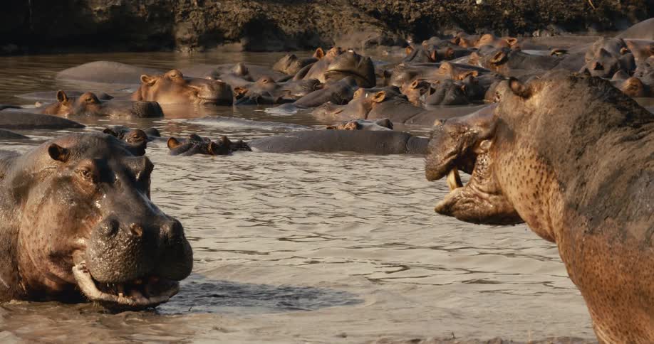 Two hippos fighting in a river in the jungle