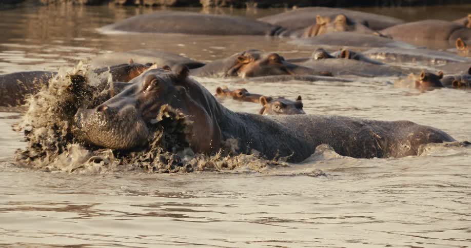 A herd of hippos sunbathing in a river during daytime