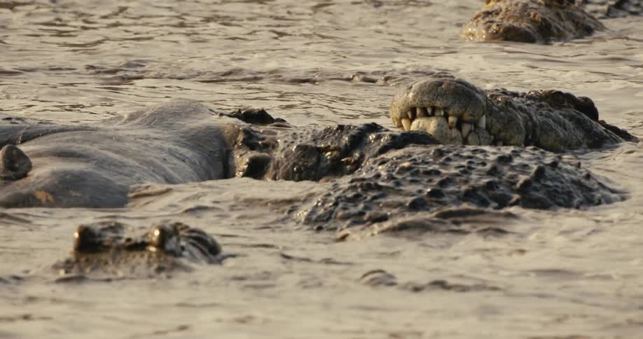 The alligator is biting the dead hippo