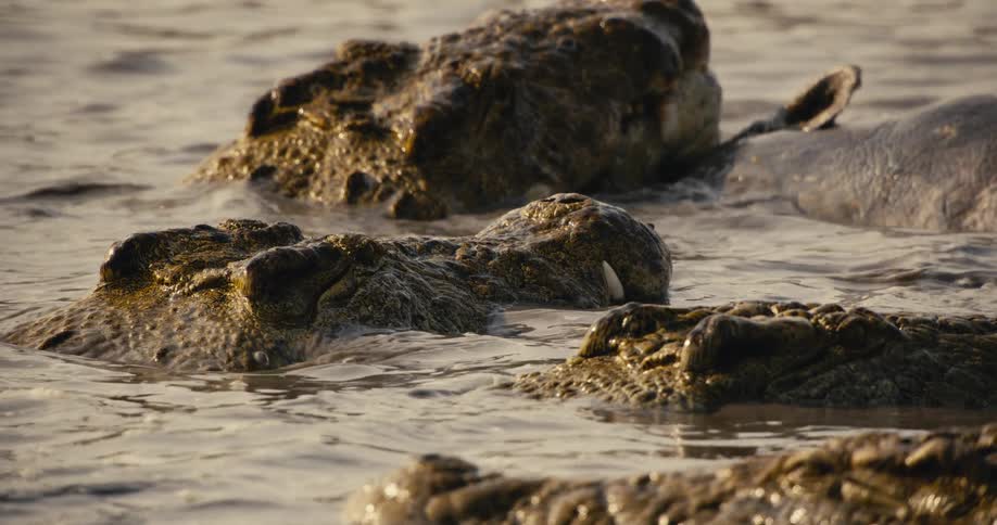 A group of alligators float in a lake next to the rhinoceros they just killed