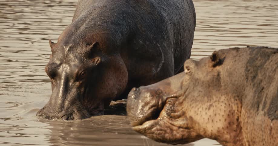 Two hippos wade in muddy water one facing down and the other baring its teeth