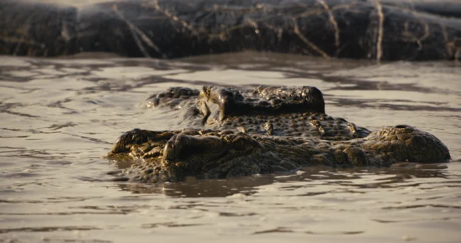 Crocodiles in a calm river during the day