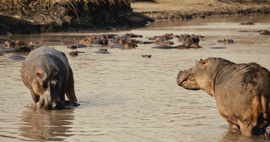 Two hippos in a river full of crocodiles