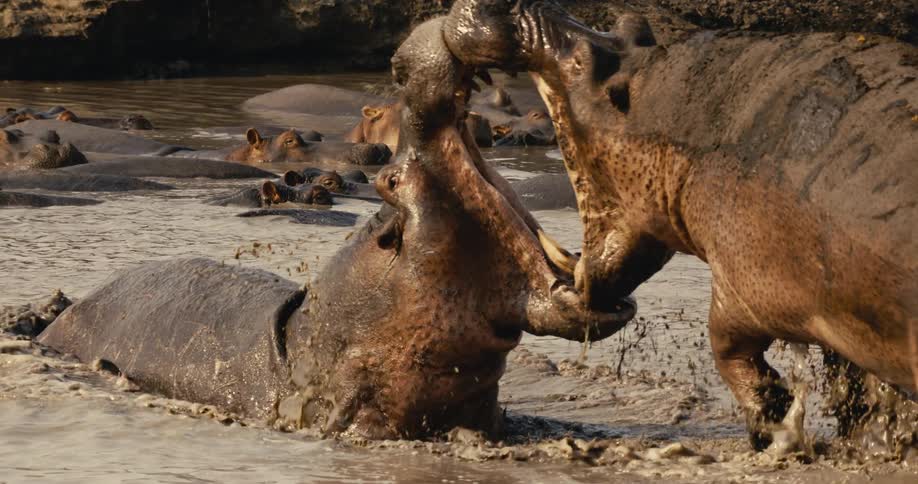 Two hippos fiercely clash in a muddy river as others watch nearby