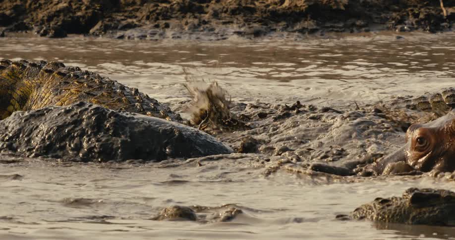 A large crocodile thrashes violently in muddy water as it grips a hippopotamus in its jaws twisting its massive body in a powerful death roll
