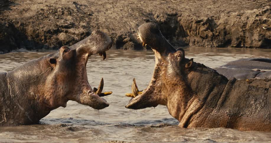 Two large hippos fight aggressively in muddy water clashing their wideopen jaws and showing off their massive tusks
